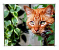 Hunter in the Garden - No Sharpening
