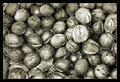 Day 7 - Just Plain Nuts