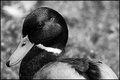 Day 18 - Mallard