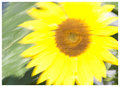 Day 7 - Sunflower