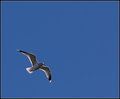 Gull
