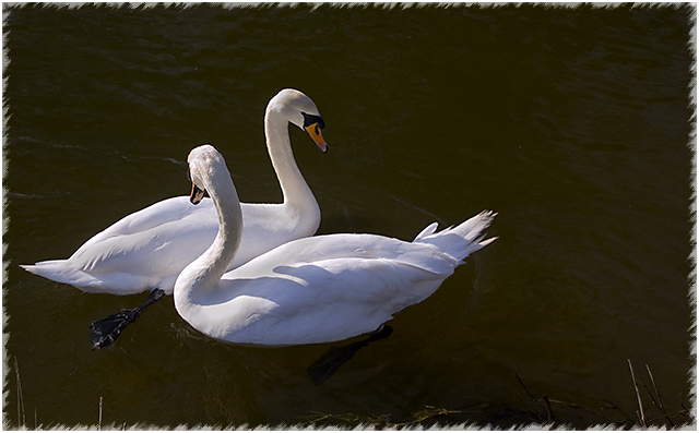 Day 10 - Swans - Edited