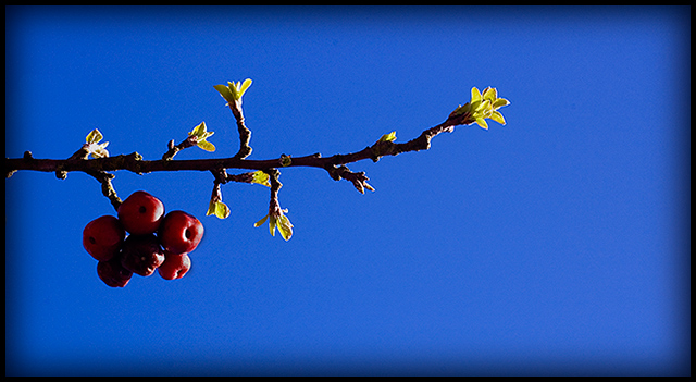 Day 12 - Berries - Edited