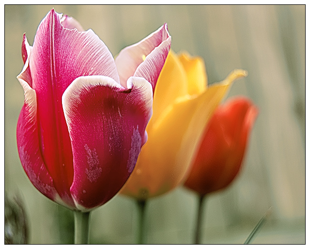 Flowers in Color