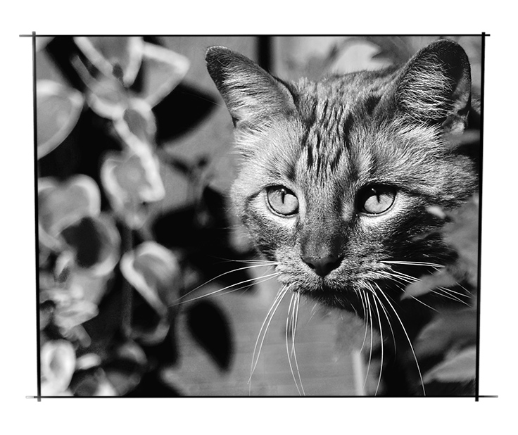 Day 1 - Hunter in the Garden