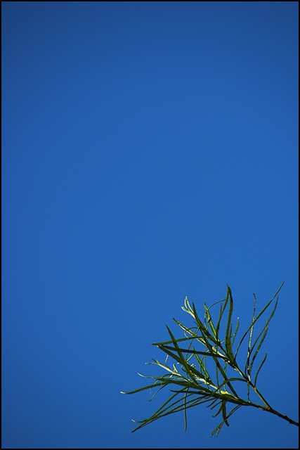Day 18 - Sky Plant