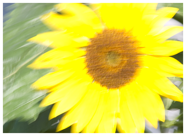 Day 7 - Sunflower