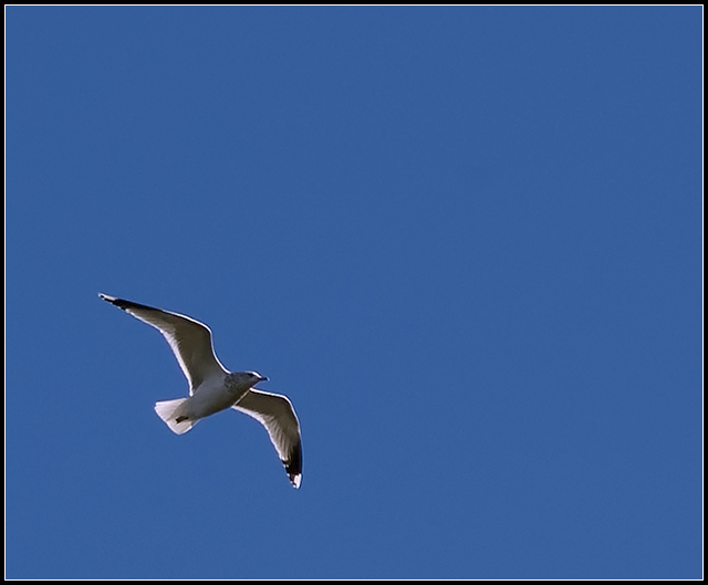 Gull