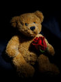 Teddy_Rose_Closer.jpg
