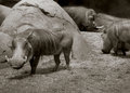Hog_Trio.jpg