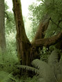 Rain_Forest.jpg