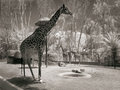 Giraffes4263.jpg