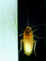 Gold_Bug4649.jpg