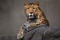 Leopard_0073.jpg
