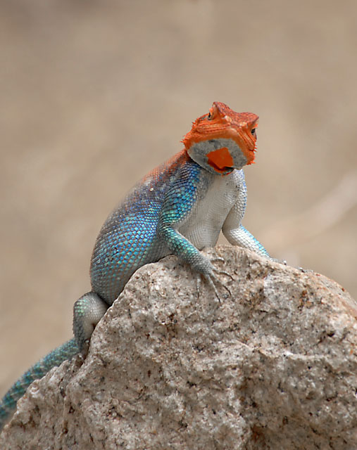Orange_Lizard.jpg