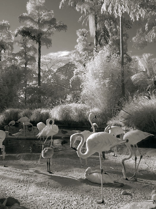 Flamingo_Pond_IR.jpg