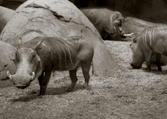 Hog_Trio.jpg