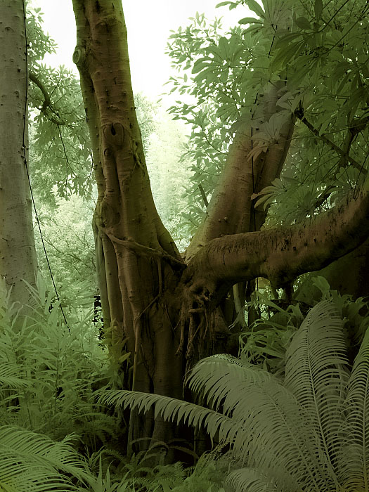 Rain_Forest.jpg