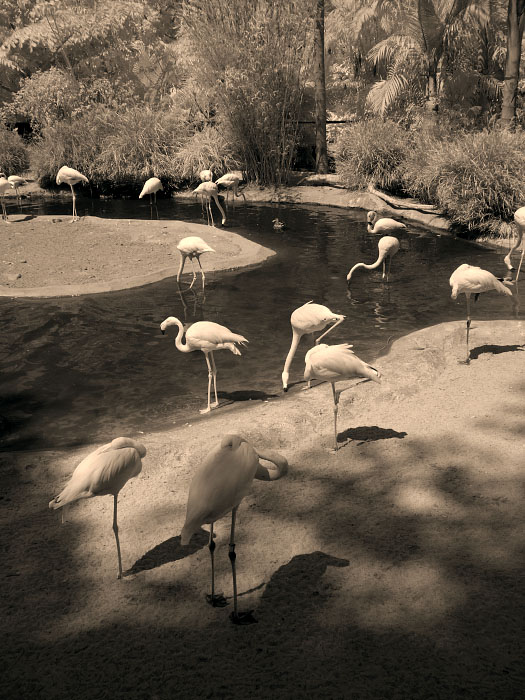 flamingos4271.jpg