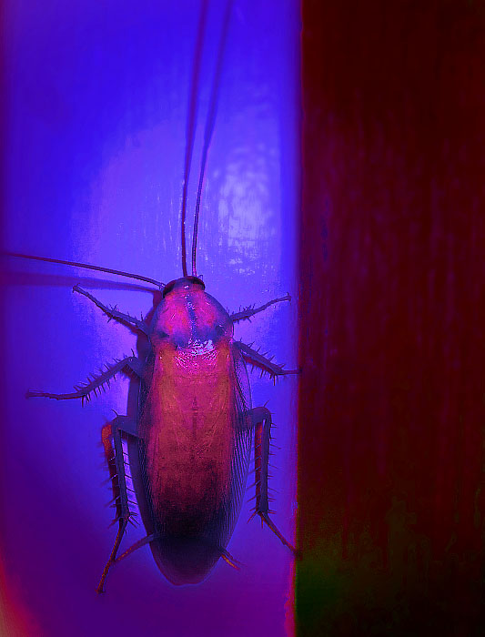 Bold_Bug4649.jpg
