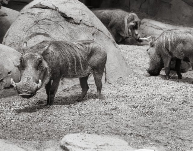 Primal_Beasts_4235_800.jpg