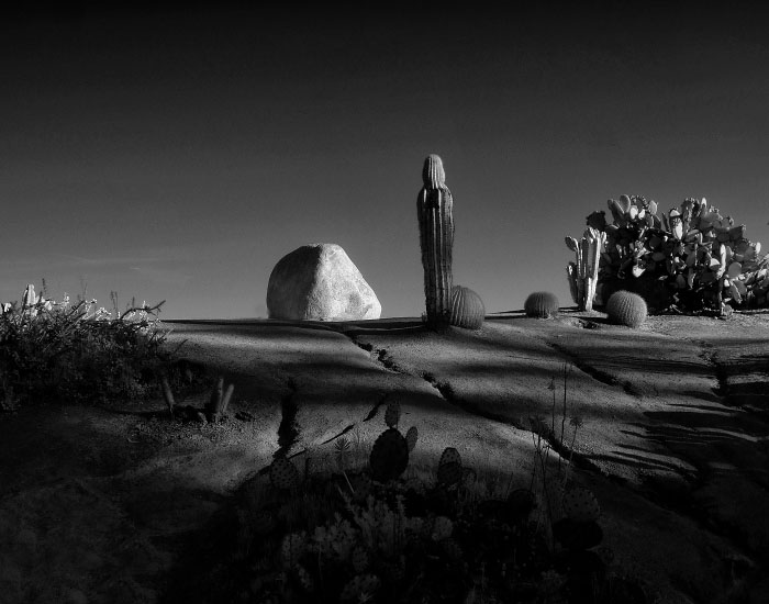 Cactus_Garden_BW_700.jpg