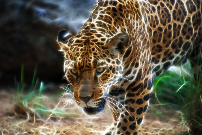 DSC_3100_Fractalius.jpg