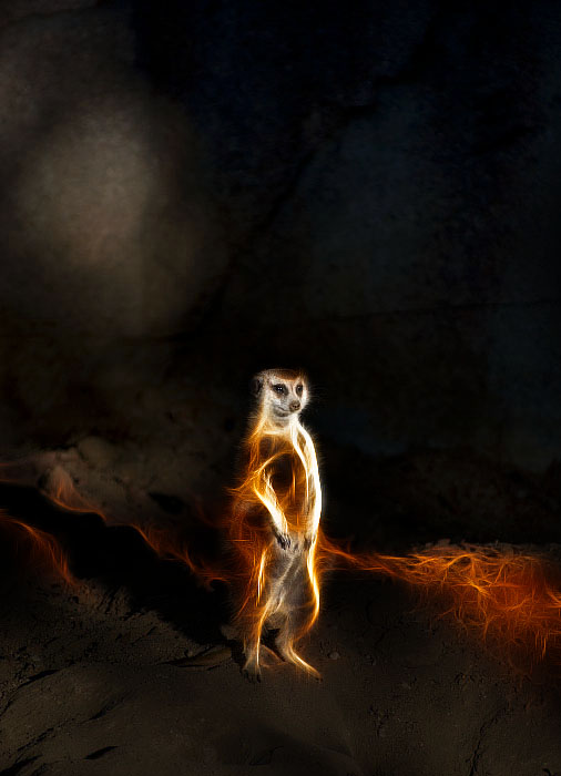 Super_Meercat_1431.jpg