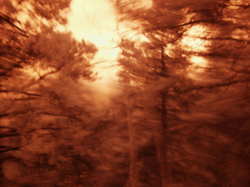Forest_Inferno_4983_800.jpg