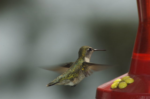 DSC_4136.jpg