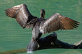cormorant's wings