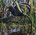Sneaky old coot