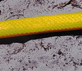 Rare flat scaled red bellied yellow spitting snake