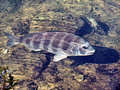 Clear water ? LOL Salt water sheepshead(?) in shallows