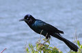 Purple Grackle