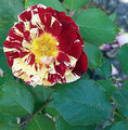 george burns, our favorite rose