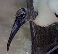 I WOOD be a Stork