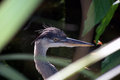 heron in the rushes