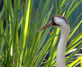 Whooping Crane in the Reeds