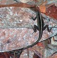Little Skink-er