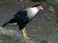crested caracara