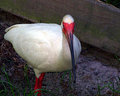 Ibis is as good as a mile