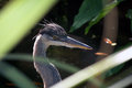 heron in the rushes II