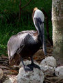 Beautiful Brown Pelican