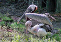 Paternal Love - Protection of the Newborn