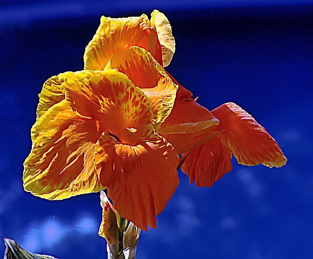 burst of color.jpg