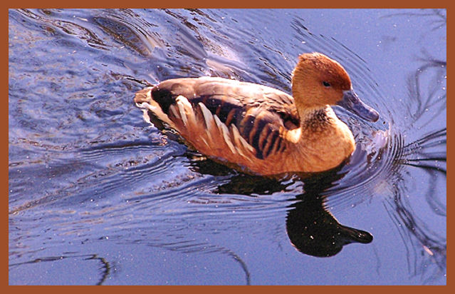Golden On Pond.jpg
