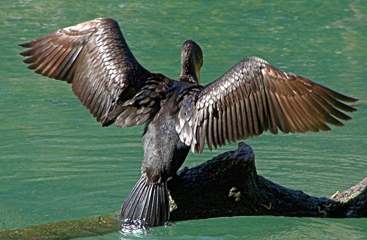 cormorant's wings