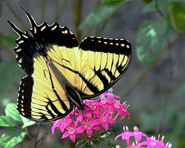 Swallowtail on pink