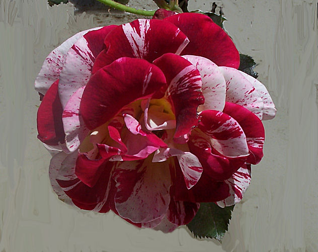 George Burns Still Blooming